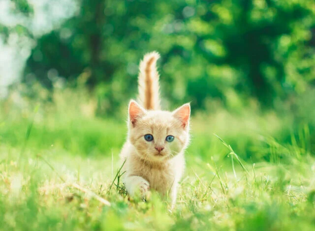 O ülkede 7 ayda 300 bin kedi öldü... Salgın durdurulamıyor