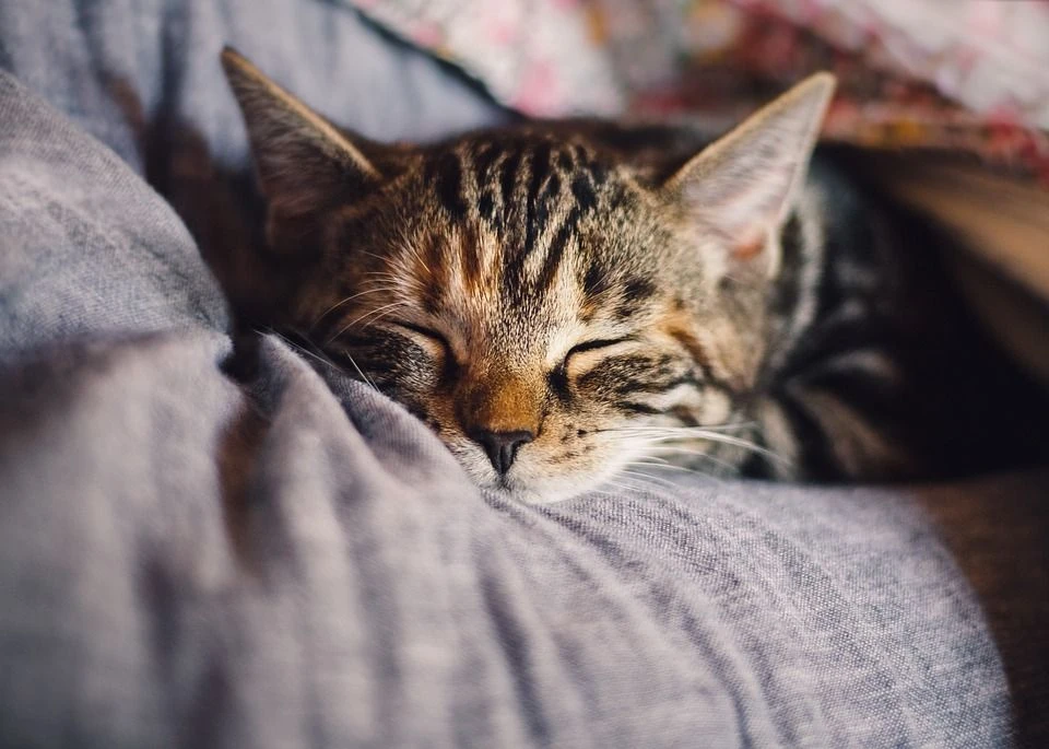 O ülkede 7 ayda 300 bin kedi öldü... Salgın durdurulamıyor