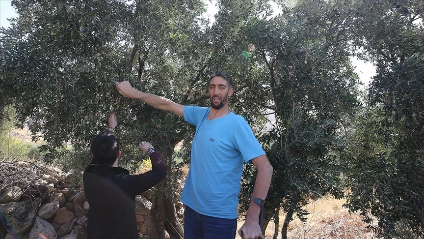 Dünyanın en uzun adamı zeytin hasadına başladı