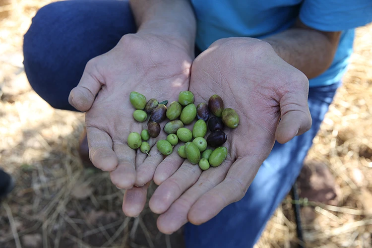 Dünyanın en uzun adamı zeytin hasadına başladı