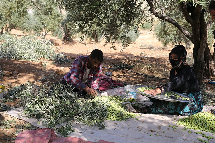 Dünyanın en uzun adamı zeytin hasadına başladı