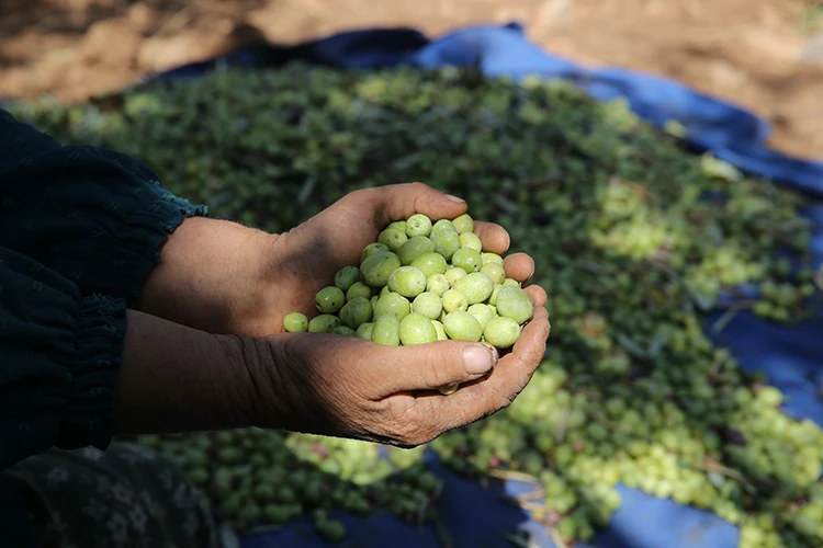 Dünyanın en uzun adamı zeytin hasadına başladı