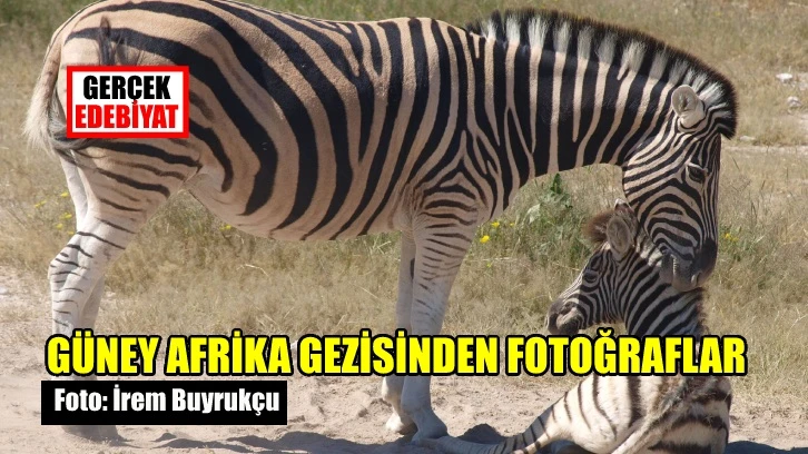 Güney Afrika gezisinden fotoğraflar