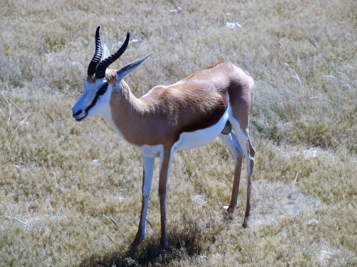 Güney Afrika gezisinden fotoğraflar