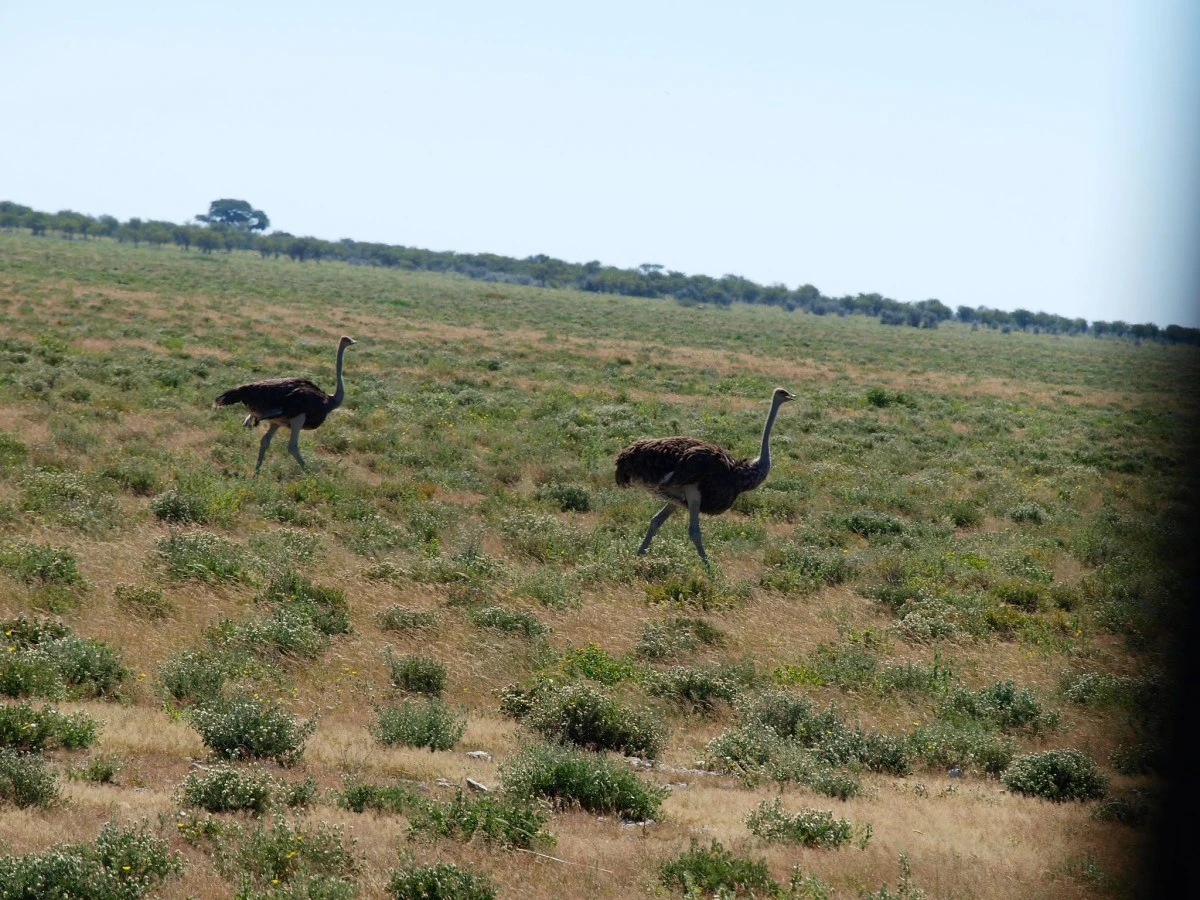 Güney Afrika gezisinden fotoğraflar