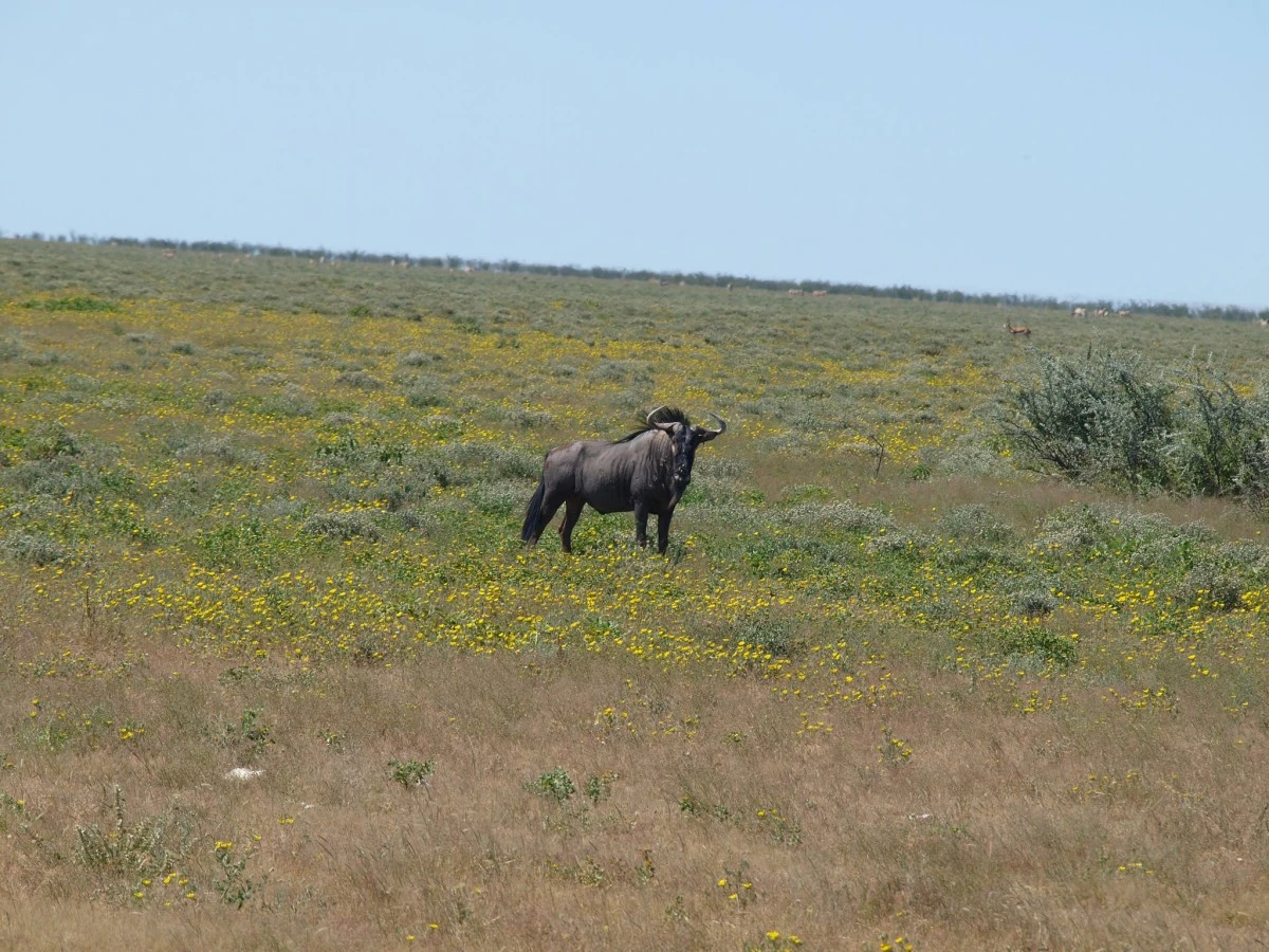 Güney Afrika gezisinden fotoğraflar