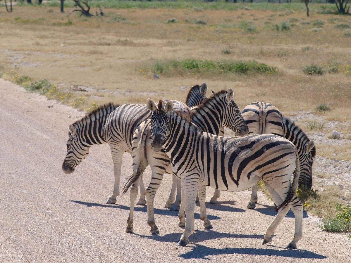 Güney Afrika gezisinden fotoğraflar