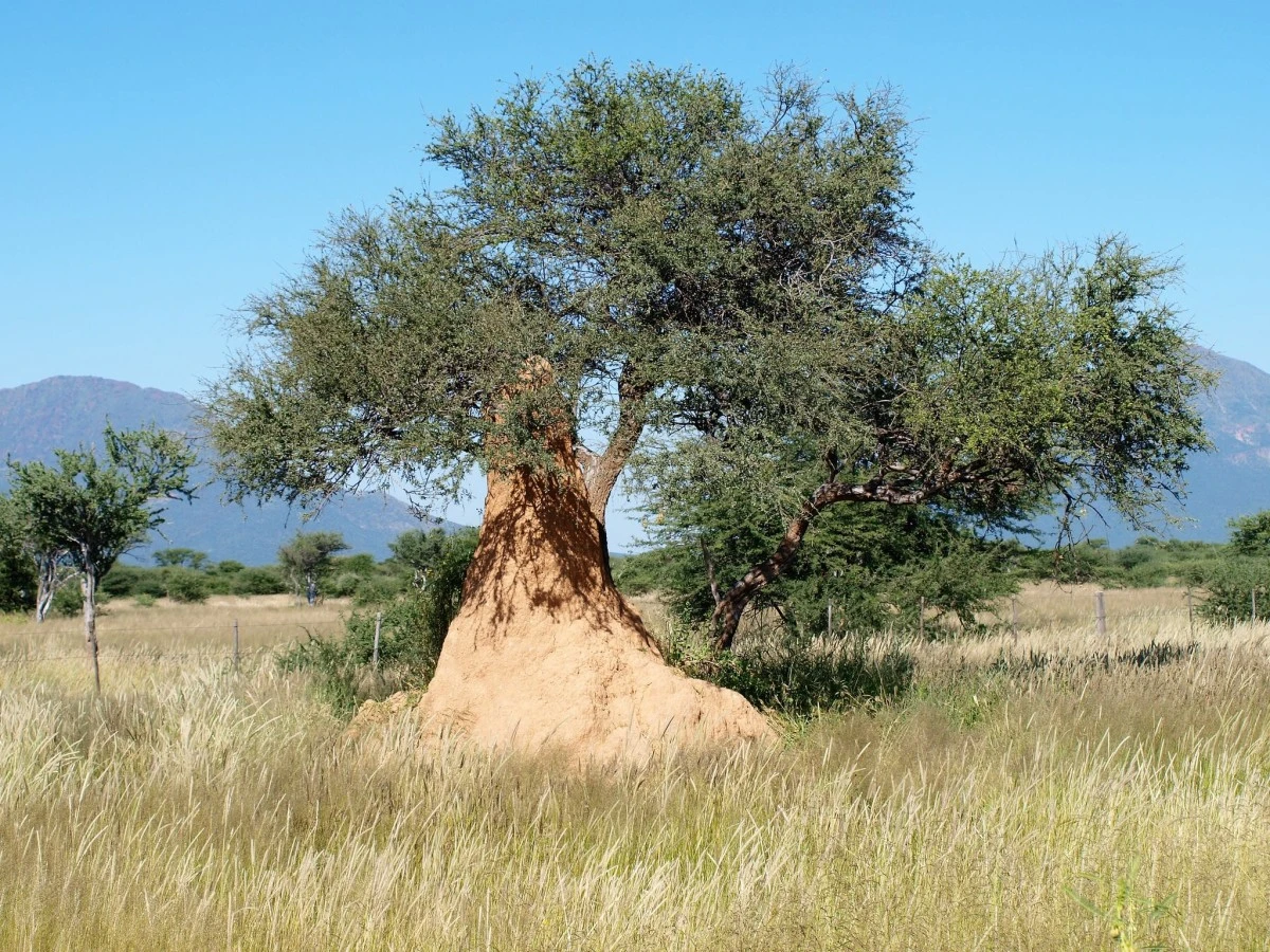 Güney Afrika gezisinden fotoğraflar