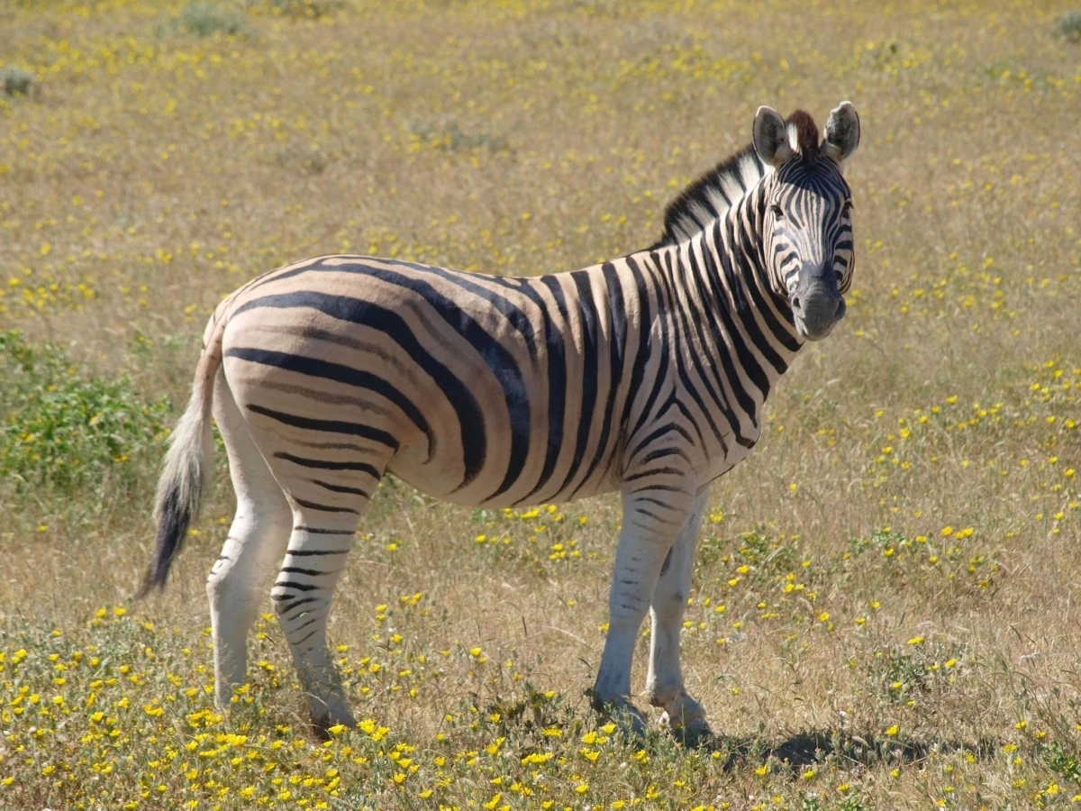 Güney Afrika gezisinden fotoğraflar