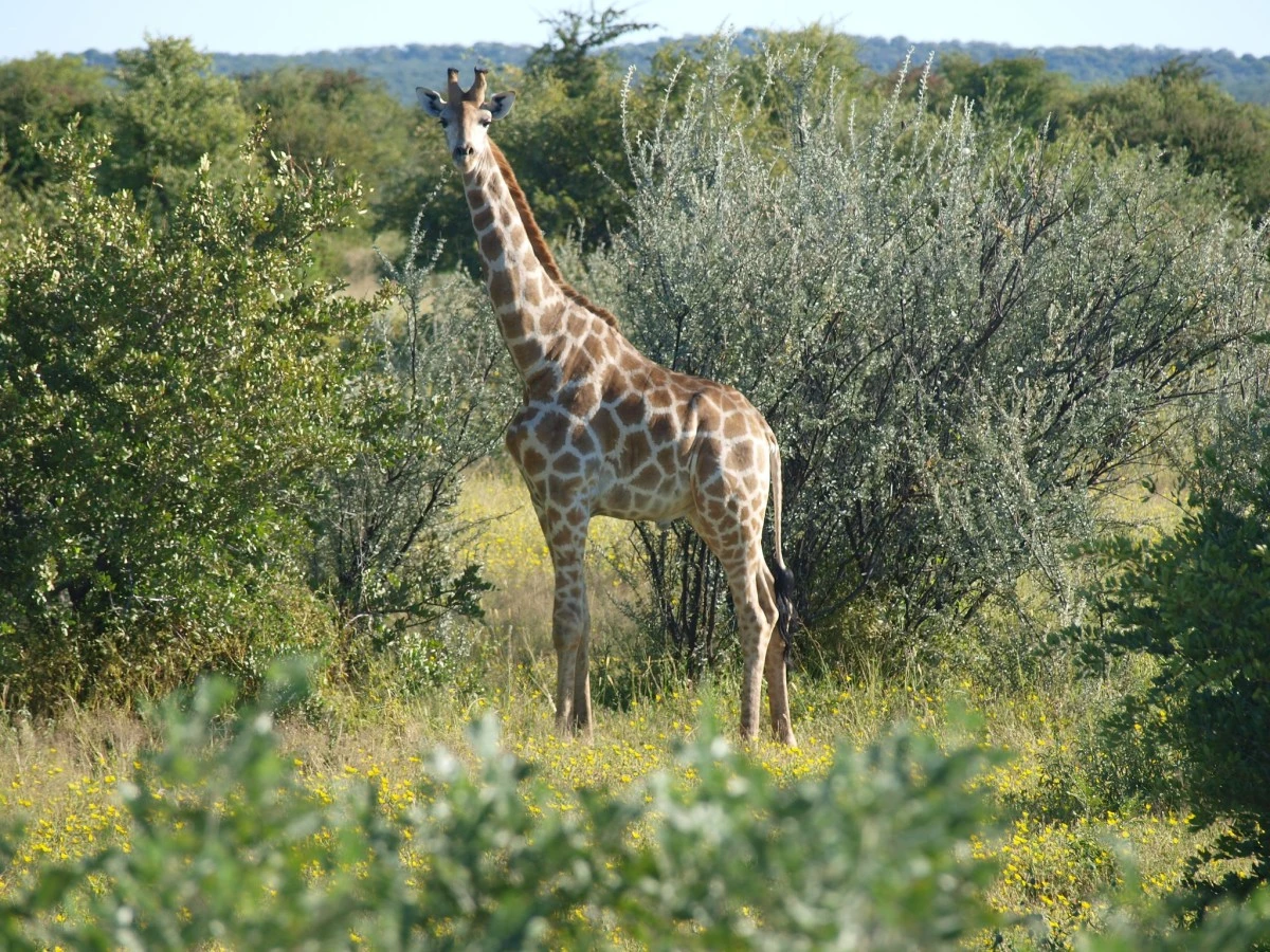 Güney Afrika gezisinden fotoğraflar