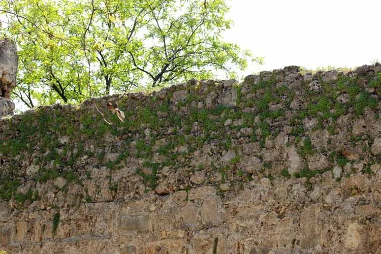 Hadrianus Kapısı bakımsızlıktan yeşerdi