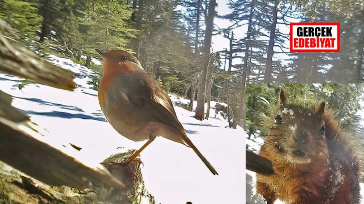 'Milli Parklar'ın ağaç kovuğu fotokapanına yakalananlar