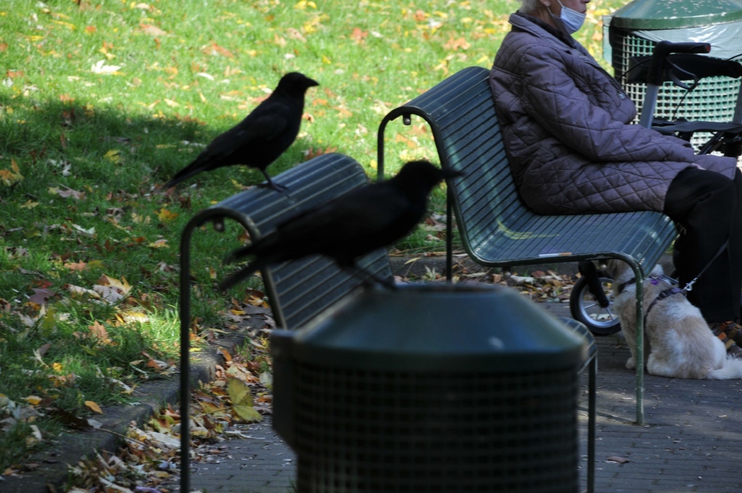 Köln Mülheim Parkı'ndan güz manzaraları  