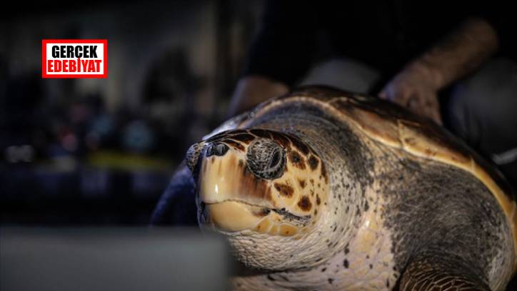 İstanbul'da 4 yıldır tedavi gören caretta carettanın son sağlık durumu