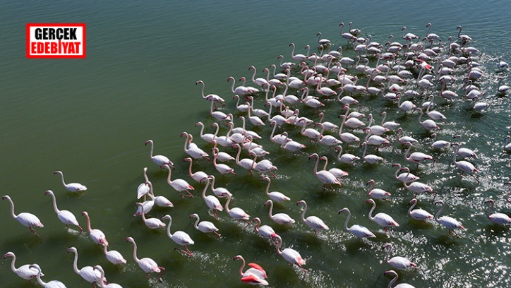 Yağmur yıllar sonra flamingoları geri getirdi