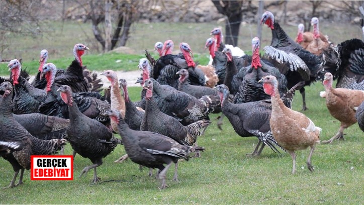 Yılbaşı ‘Turkey’ ve hindinin tarihi/ Sultan Su Esen