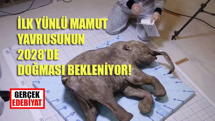 Genetiği değiştirilen farelerde soyu tükenmiş yünlü mamut yarattılar