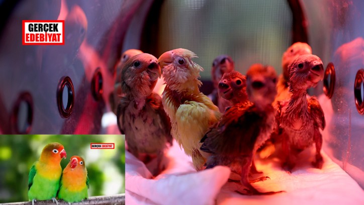 Satılırken kurtarılan papağan yavruları doğal yaşam alanlarına kavuştu