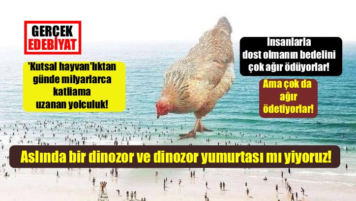 Tavuk ne zaman evcilleştirildi?