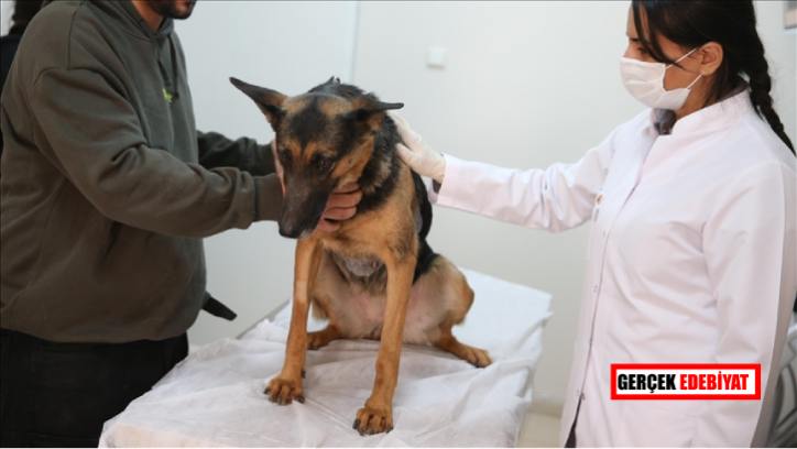 Veteriner teşhis ve analiz laboratuvarlarına yönelik düzenlemeler belirlendi