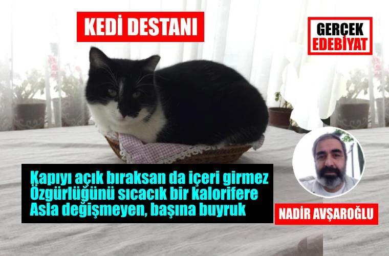 nadir ev kedileri